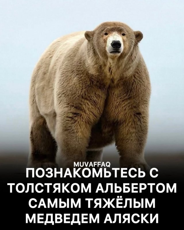 Не “царь Арктики”, а &quot;повелитель буфета&quot;: самый толстый медведь Аляски