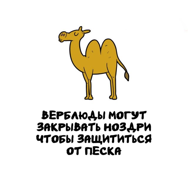 Интересные факты на все случаи жизни