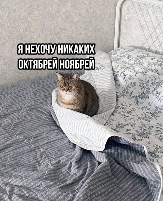 Подборка картинок. Вечерний выпуск - 02.10.2025