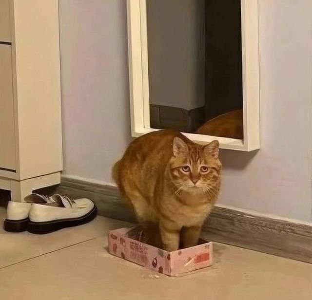 &quot;Я в порядке!&quot;: рыжий кот в маленькой коробке стал звездой соцсетей