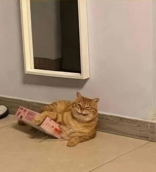 &quot;Я в порядке!&quot;: рыжий кот в маленькой коробке стал звездой соцсетей