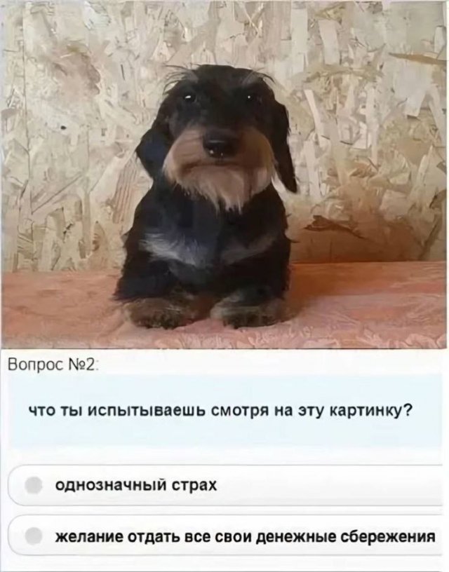 Лучшие шутки и мемы из Сети - 06.10.2025