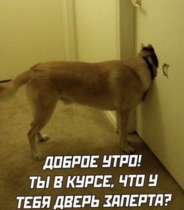 Смешные картинки - 06.10.2025