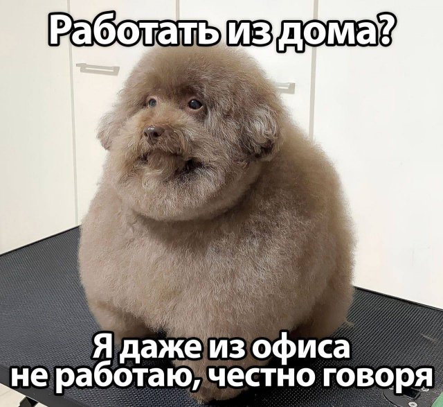 Смешные мемы - 07.10.2025