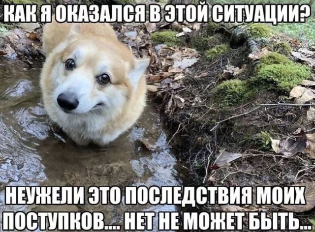 Смешные мемы - 09.10.2025