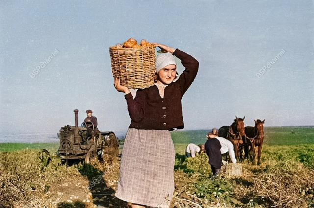 Уборка картофеля на полях имени М.И. Калинина Тамбовской области, 1943 год.