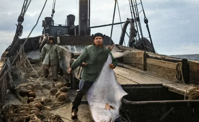 Моряки на борту судна с уловом. 1963 год.