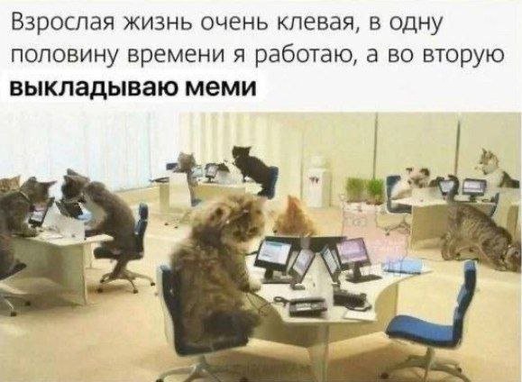 Смешные мемы - 13.10.2025