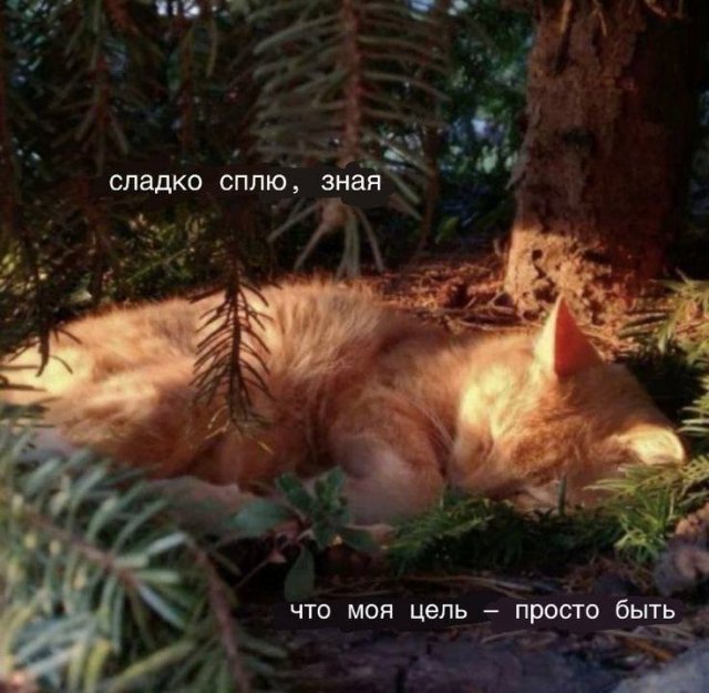 Смешные мемы - 13.10.2025