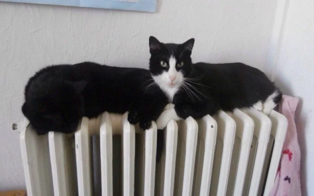 Уникальный котик Уникальный котик