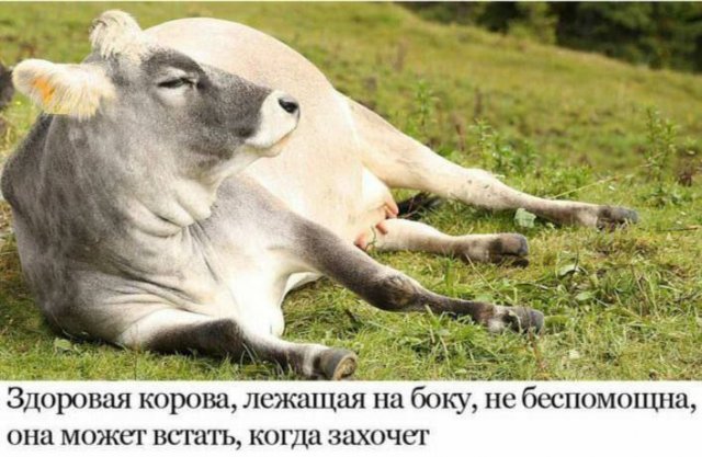 Лучшие шутки и мемы из Сети - 14.10.2025
