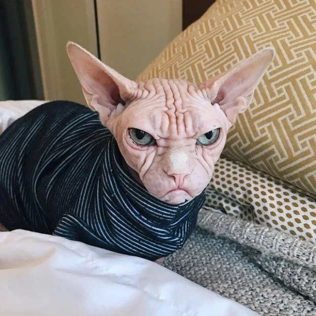 День ворчуна