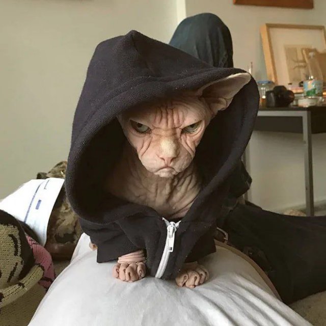 День ворчуна