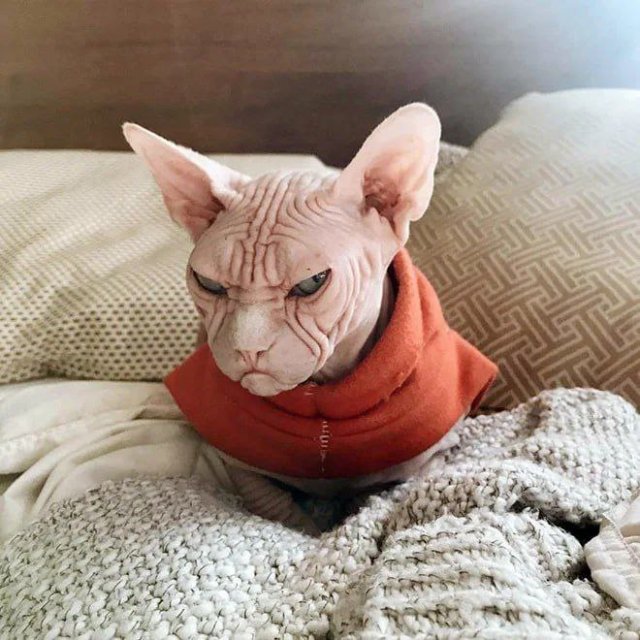 День ворчуна