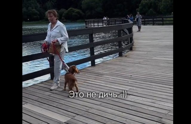 Песику объяснили, что такое настоящая дичь