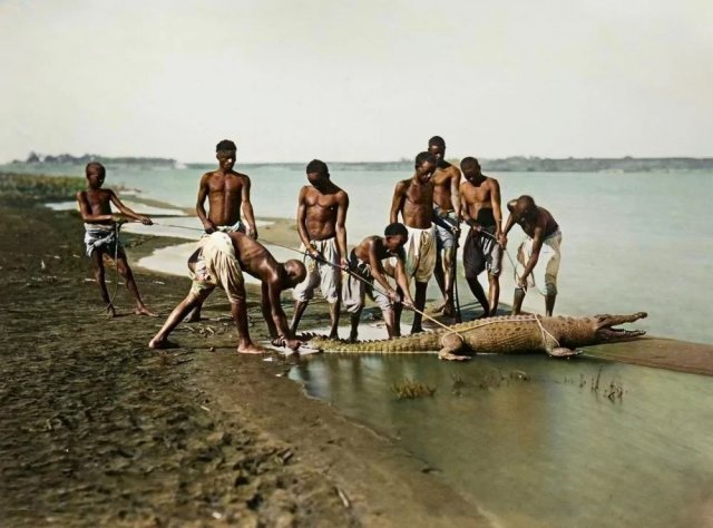 Охота на крокодила в Египте, 1870-е годы.