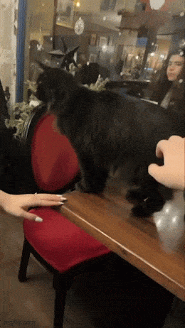 Подборка гифок -  21.08.2025