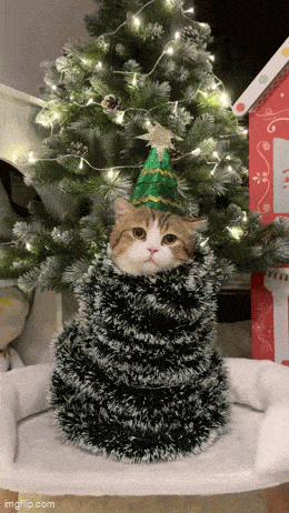 Подборка гифок -  21.08.2025