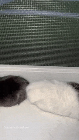 Подборка гифок -  21.08.2025