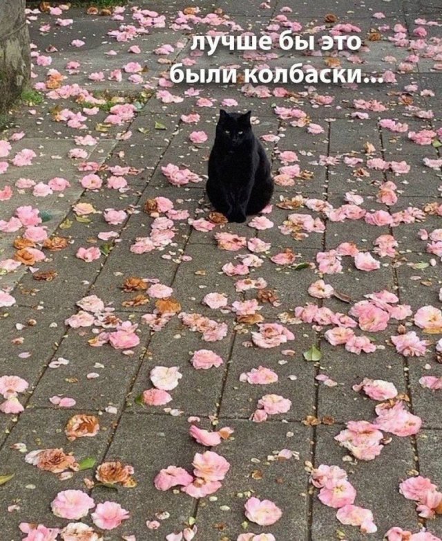 Лучшие мемы и картинки из Сети - 21.10.2025