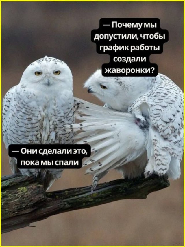 Лучшие шутки и мемы из Сети - 22.10.2025