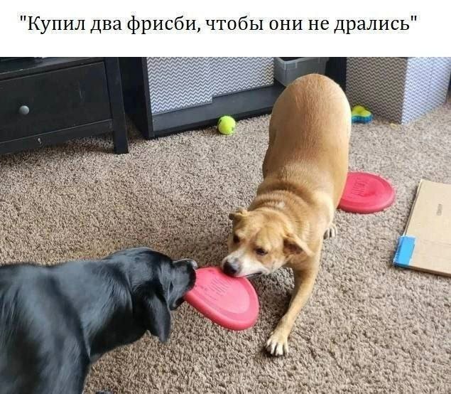 Смешные мемы - 23.10.2025