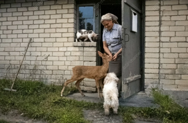 Жительница староверческой деревни Аудрини Резекненского края Я. Вобаль ухаживает за животными. Латвийская ССР, 1984 год. Жительница староверческой деревни Аудрини Резекненского края Я. Вобаль ухаживает за животными. Латвийская ССР, 1984 год.
