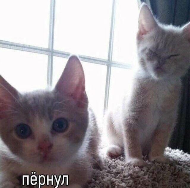 Лучшие шутки и мемы из Сети - 23.10.2025