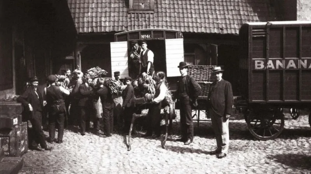 Норвегия впервые в истории закупила партию бананов, 1905 год Норвегия впервые в истории закупила партию бананов, 1905 год