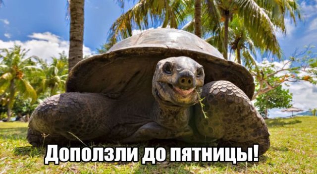 Трынделка - 24.10.2025