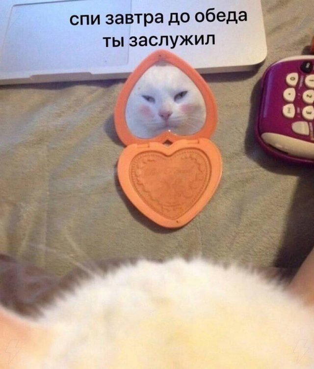 Лучшие шутки и мемы из Сети - 24.10.2025 Лучшие шутки и мемы из Сети - 24.10.2025