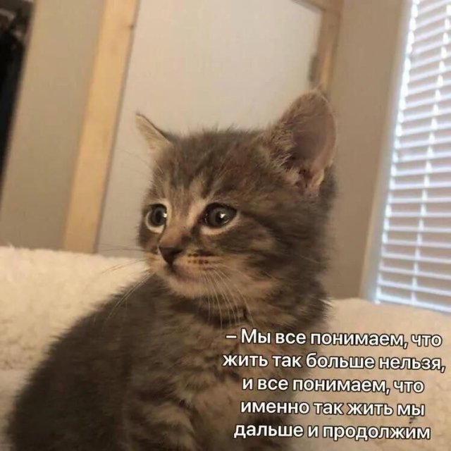 Лучшие шутки и мемы из Сети - 24.10.2025