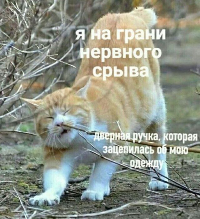 Смешные мемы - 27.10.2025