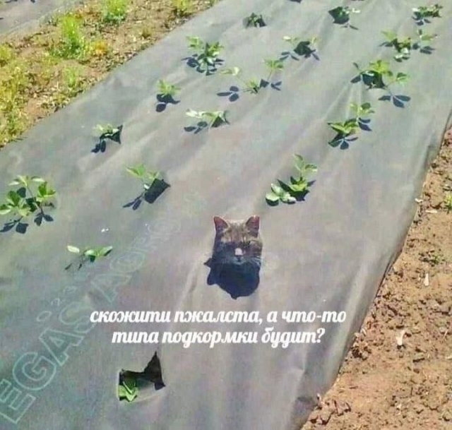 Лучшие шутки и мемы из Сети - 27.10.2025