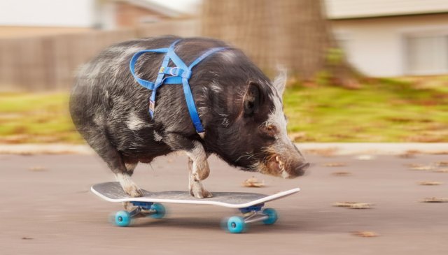 &quot;Тони Хрюк&quot;: свинья научилась кататься на скейте и попала в Книгу рекордов Гиннеса