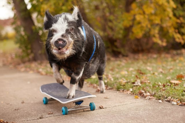 &quot;Тони Хрюк&quot;: свинья научилась кататься на скейте и попала в Книгу рекордов Гиннеса