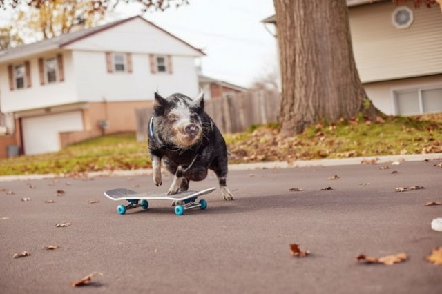 &quot;Тони Хрюк&quot;: свинья научилась кататься на скейте и попала в Книгу рекордов Гиннеса