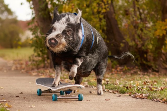 &quot;Тони Хрюк&quot;: свинья научилась кататься на скейте и попала в Книгу рекордов Гиннеса