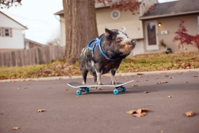 &quot;Тони Хрюк&quot;: свинья научилась кататься на скейте и попала в Книгу рекордов Гиннеса