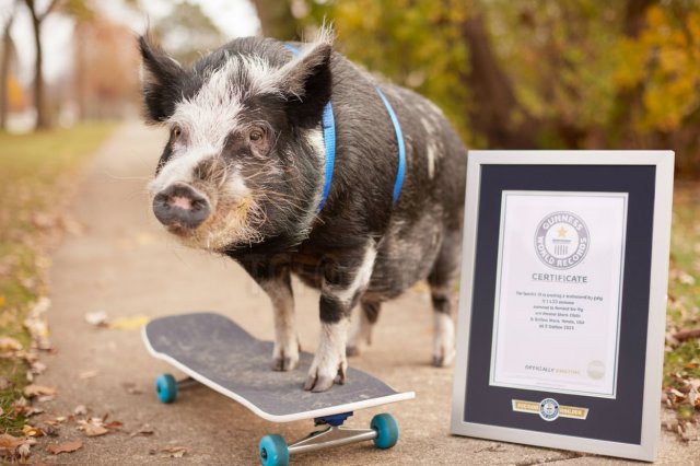 &quot;Тони Хрюк&quot;: свинья научилась кататься на скейте и попала в Книгу рекордов Гиннеса