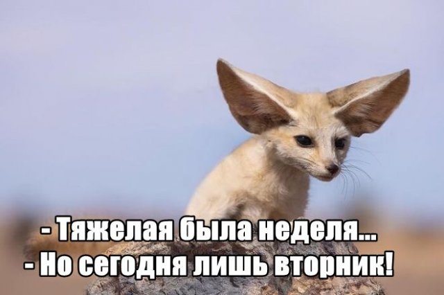 Трынделка - 28.10.2025