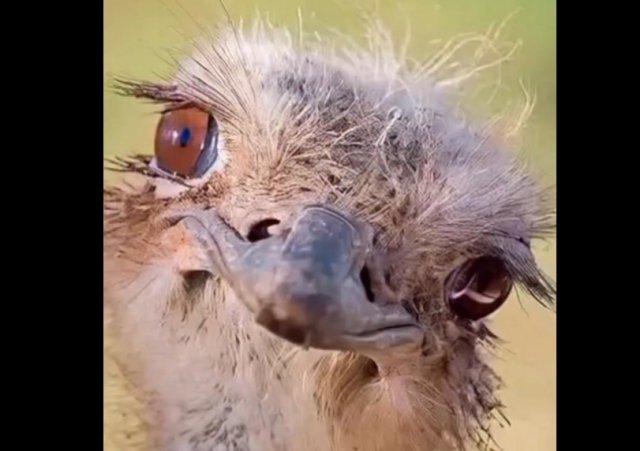 Наши красивые пернатые друзья