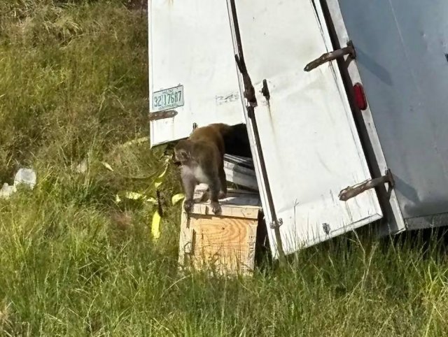Опасные обезьяны, заражённые гепатитом С, герпесом и COVID, сбежали из разбившегося грузовика в США Опасные обезьяны, заражённые гепатитом С, герпесом и COVID, сбежали из разбившегося грузовика в США