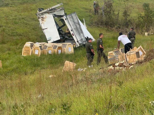 Опасные обезьяны, заражённые гепатитом С, герпесом и COVID, сбежали из разбившегося грузовика в США Опасные обезьяны, заражённые гепатитом С, герпесом и COVID, сбежали из разбившегося грузовика в США
