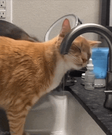 Подборка гифок -  29.08.2025