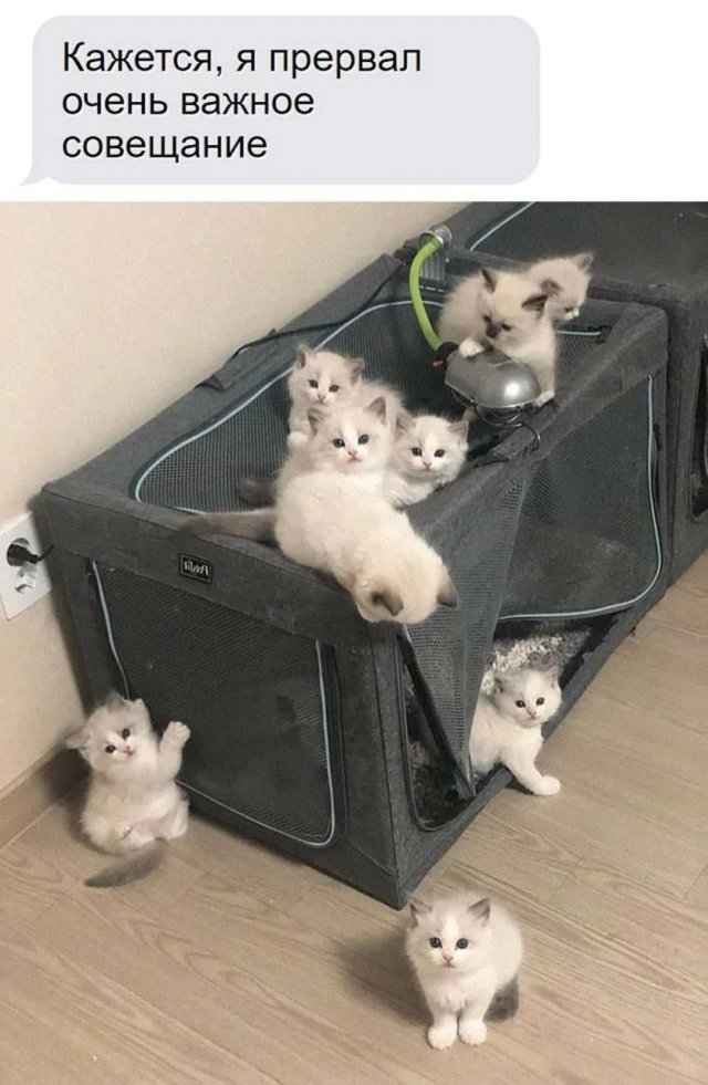 Смешные мемы - 29.10.2025