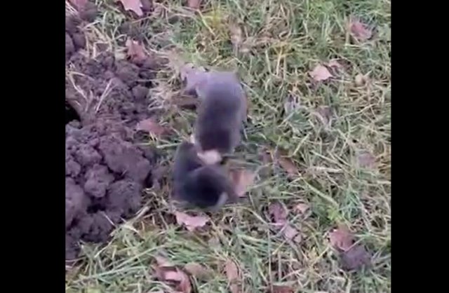 Эпичная битва двух кротов