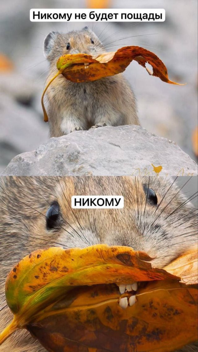 Смешные мемы - 30.10.2025