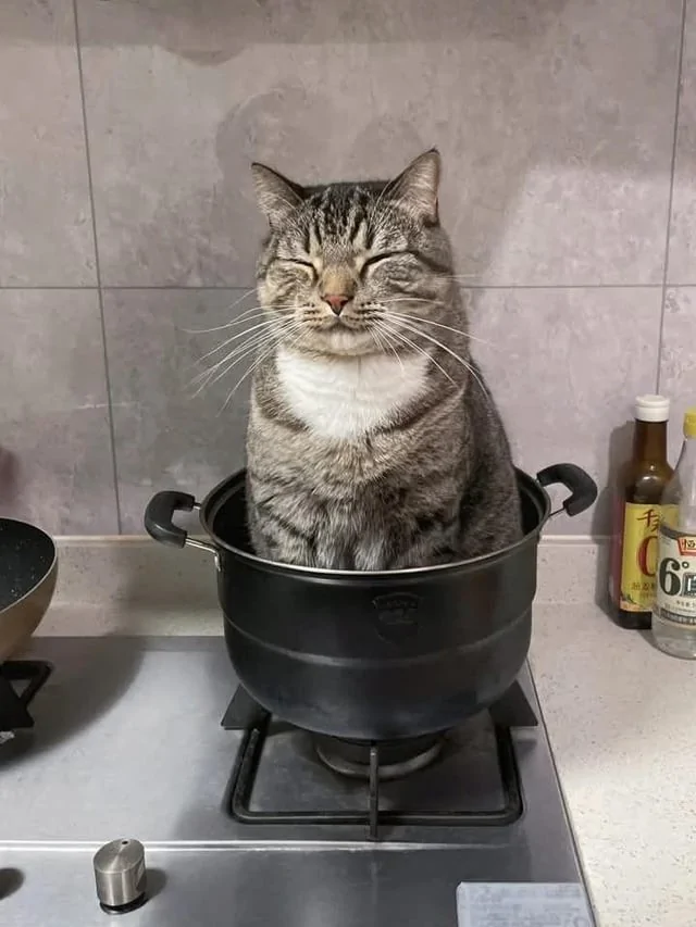 &quot;Мне так удобно&quot;: котики и из способность спать где угодно