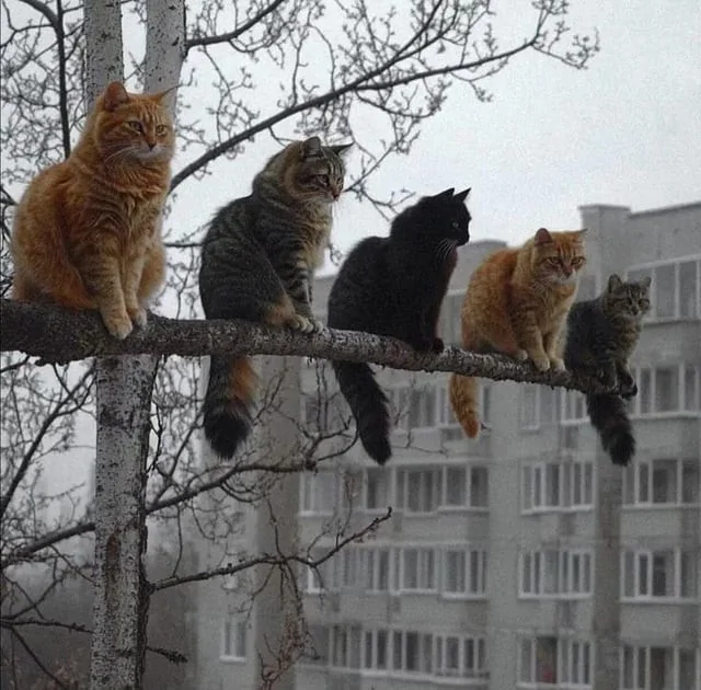 &quot;Мне так удобно&quot;: котики и из способность спать где угодно